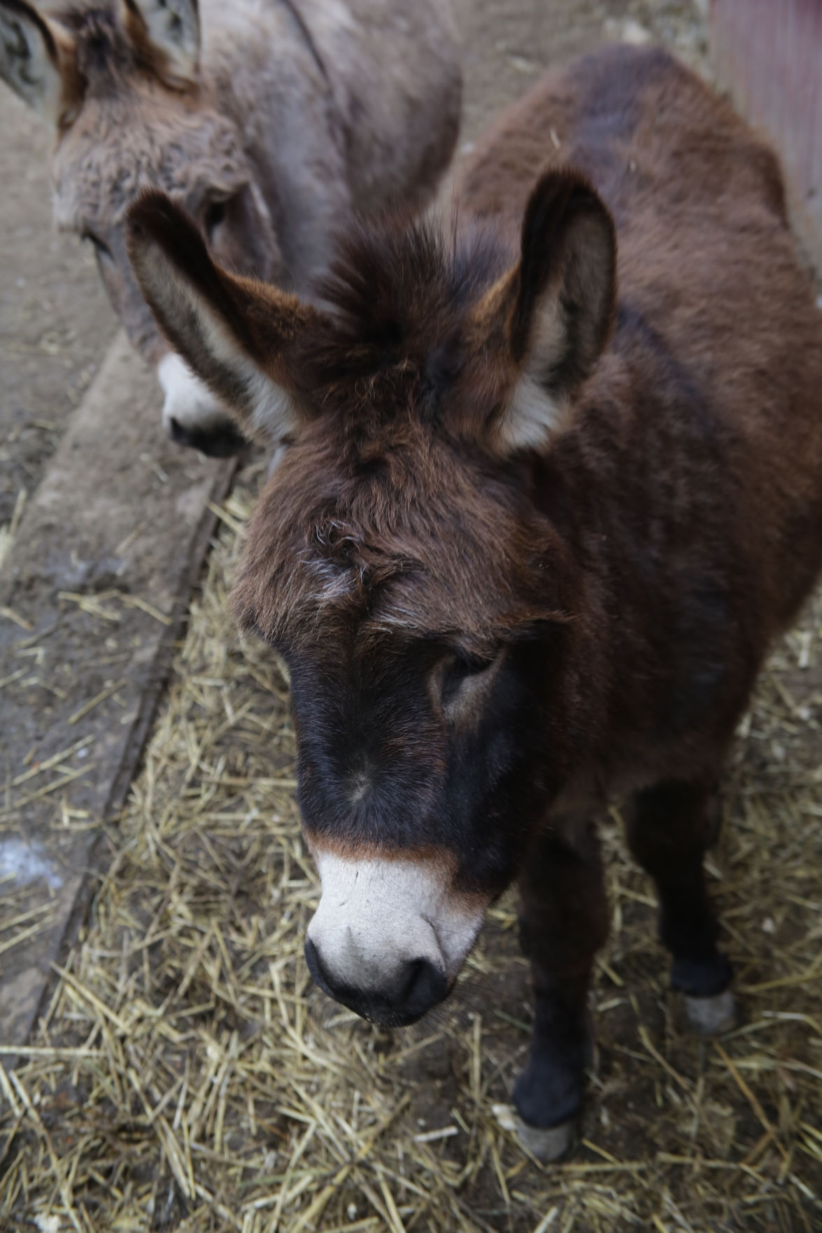 Erin's Farm animal sanctuary